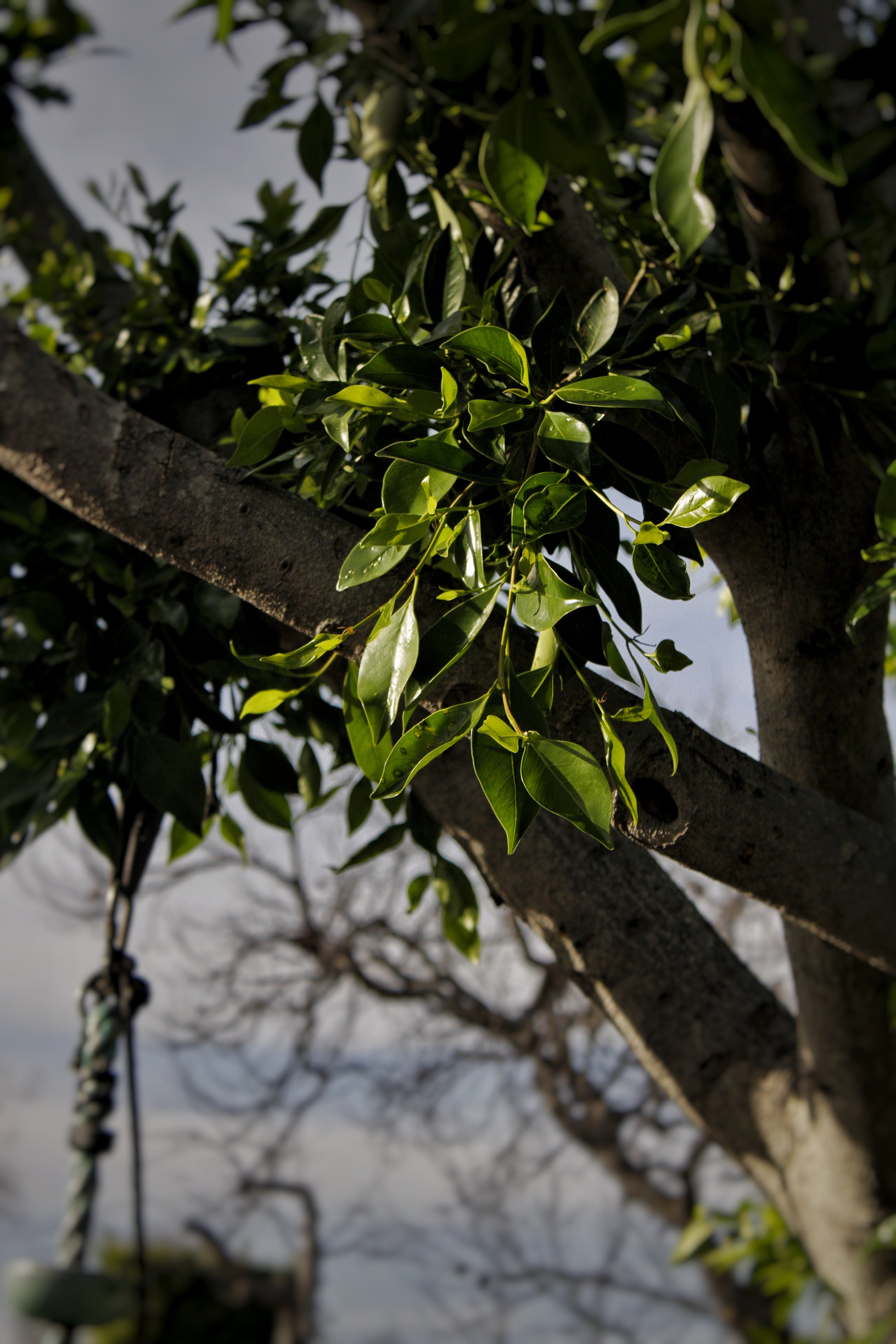 Editing and Color Correction (50 photos)